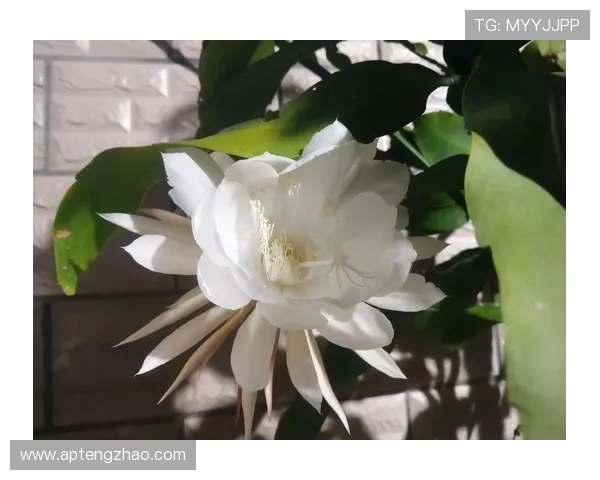 那些曾让世界惊艳却短暂绽放的足球昙花一现之星